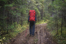 Rear View Of Hiker Walking Along Dirt Road In Forest