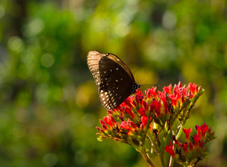 Wall Mural - butterfly on a flower