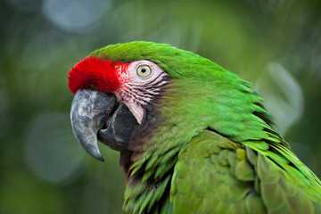 Wall Mural - Green military macaw (Ara militaris)