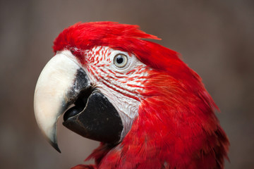 Canvas Print - Green-winged macaw (Ara chloropterus)