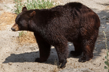 Poster - American black bear (Ursus americanus)