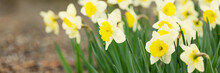 Narcissus Blossom