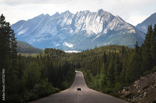 Fotografía Grizzly bear walking in middle of road, Jasper National Park, Alberta, Canada, N