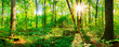 canvas print picture - Wald im Frühling bei Sonnenschein