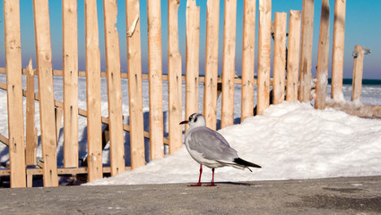 Seagull on a background of wooden fence