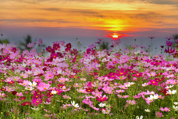 Wall Mural - Cosmos Flower field on sun rise background,spring season flowers