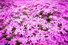 Moss Phlox, Known As Shibazakura In Japanese In Full Bloom During Spring Season.