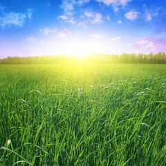 Fototapete - Field of grass at sunset.