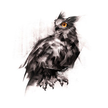 Painted An Owl Sitting On A White Background Sketch