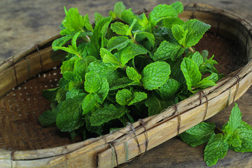 Wall Mural - mint leaf, aromatic herbs, used as ingredients to make ice cream and herbal teas