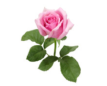 Beautiful Pink Rose And Leaves Isolated On White Background