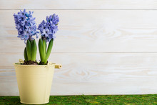 Flower Purple Hyacinth In A Pot On A Wooden Background