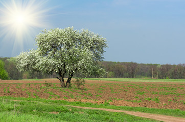 bloom lonely big tree pear in a field, spring day