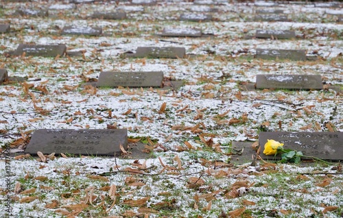Cuadros en Lienzo Single yellow rose lying on commemorative stones