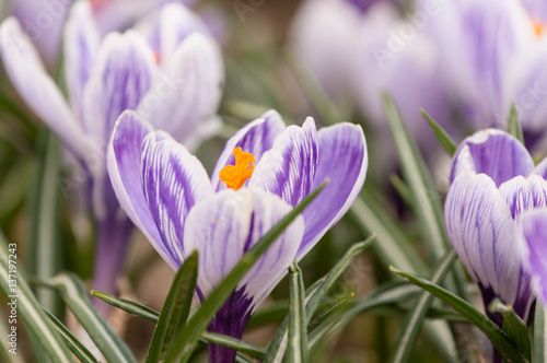 purpurowy-krokus-w-przyrodzie-zblizenie-na-kwiaty