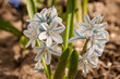 Puschkinia scilloides - view of blooming spring flowers growing in a garden 