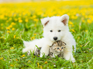 Canvas Print - Cute puppy embracing a kitten on a dandelion field