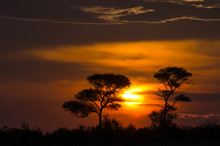 Beautiful Sunset In The African Savanna. The Orange Glowing Sun Is Setting Between Two Trees Under A Cloudy Sky