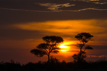 Beautiful sunset in the African savanna. The orange glowing sun is setting between two trees under a cloudy sky