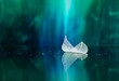 White transparent leaf on mirror surface with reflection on green background macro. Abstract artistic image of ship in waters of lake. Template Border natural dreamy artistic image for traveling.