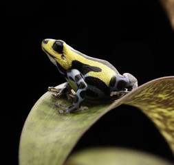 Wall Mural - poison arrow frog with yellow lines and blue spotted leggs, Ranitomeya lamasi highland from the tropical Amazon rain forest in Peru.