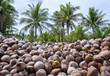 Processing coconuts