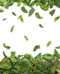 Wall Mural - Fresh spinach leaves.