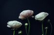 ranunculus on black background with instagram effects