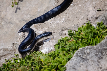 Close up of a dangerous Black tiger snake in natural habitat, Kangaroo Island, South Australia