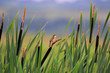 Eurasian Reed Warbler bird perched on wetland reeds. (Acrocephalus scirpaceus)