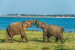 Herd of elephants at the waterhole in Minneriya national park Sri Lanka