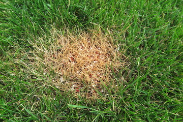 Chemical burn caused by the excessive use of the granular lawn fertilizer on the fresh lawn in the autumn garden