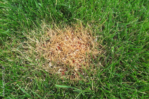 Chemical burn caused by the excessive use of the granular lawn ...