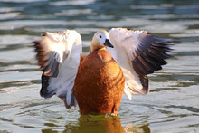 Bird Ruddy Shelduck Swims On The Pond, In The Spring In April