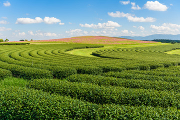 Wall Mural - Cosmos Fields and Green tea field with blue sky