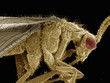 © Connect Images - Scanning electron micrograph of a brown lacewing (Neuroptera: Hemerobiidae)