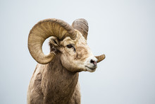 Wild Bighorn Ram Against Grey Neutral Background