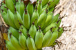 © pwmotion - Chiang Rai province, northern Thailand, Provinz Chiang Rai, Nord-Thailand, Asien, Bananas on the tree