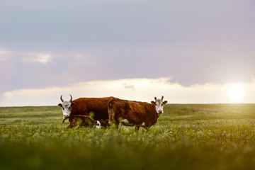 Cow and calf in a meadow, grazing