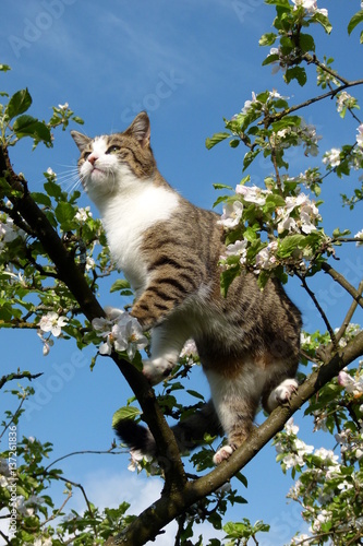 Katze Klettert Im Blhenden Apfelbaum Vor Blauem Himmel Stock-Foto