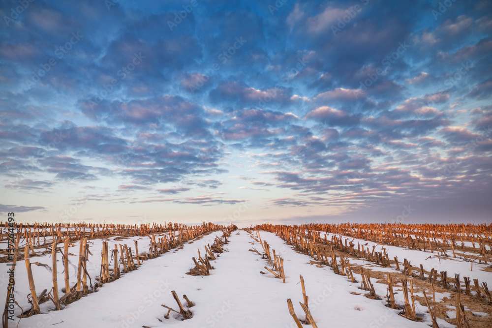Raws of Crops in Snow and Colorful Clouds Stock Photo | Adobe Stock