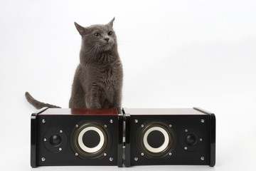 grey cat sitting with two stereo audio speakers