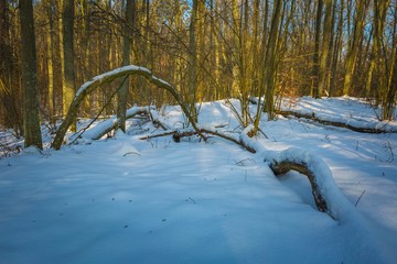 Wall Mural - Winter forest at sunny day