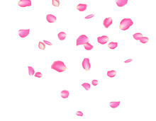 Abstract Background With Flying Pink Rose Petals. Vector Illustration Isolated On A Background.