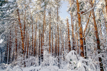 Wall Mural - Winter bright air white frozen pine trees forest taiga in snow Altai Mountains, Siberia, Russia