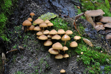 Wild Mushrooms In Autumn Forest With Moss And Leaves