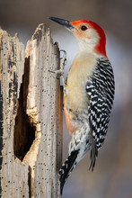 Red-bellied Woodpecker In Winter.