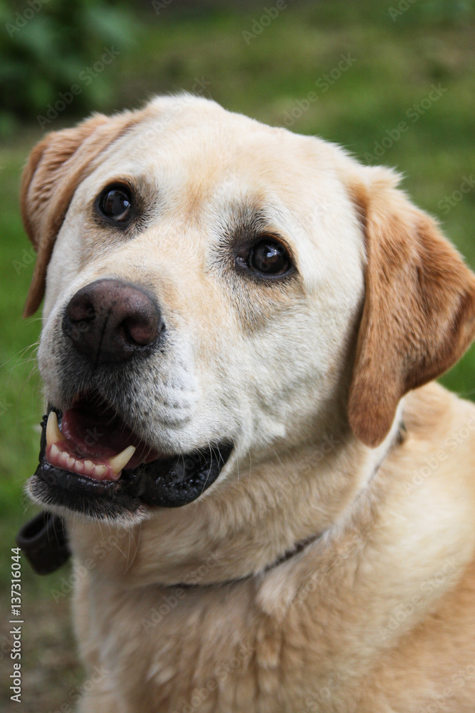 Stock-Foto „Face of a beige Labrador“ | Adobe Stock