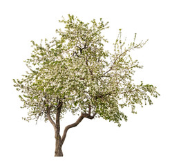 Wall Mural - isolated white blooming apple-tree