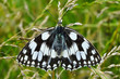 Czarno biały motyl, polowiec szachownica